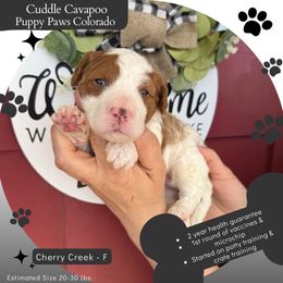 Cherry Creek - Blenheim female Cavapoo puppy in Fort Lupton, Colorado from Puppy Paws Colorado