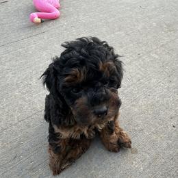 Poodle Puppies from Lucky Dog Poodles