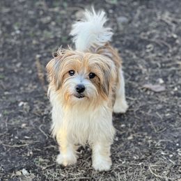 Fashion - Russell Terrier