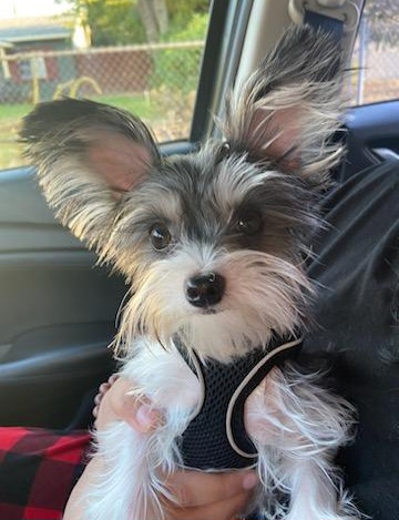 Bella - Yorkshire Terrier