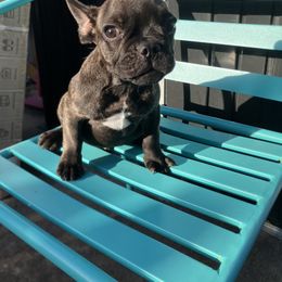 French Bulldog Puppies from Love Bundles