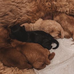 Goldendoodle puppies from Henry Elliots