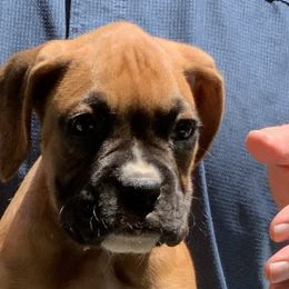 Bumble - Fawn Boxer puppy in Milford, Ohio from Bearcat Boxers