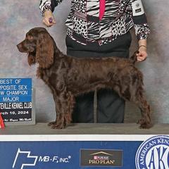 Briar - Boykin Spaniel