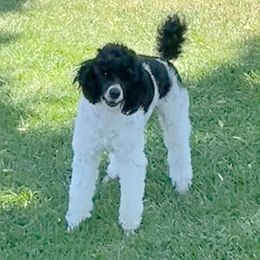 Layla - Poodle