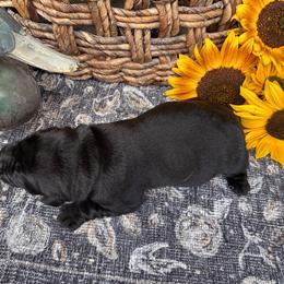 Orange Collar - Black female Labrador Retriever puppy in Longview, Washington from Northwest Cairn Terriers