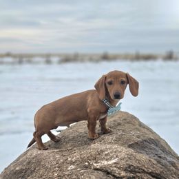 AKC Meet Gibson :) - Red male Dachshund puppy in Centerville, Iowa from Barnyard Dachshunds, Dals & Doodles