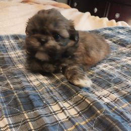 Female 3 - Brindle and white female Shih Tzu puppy in Eastanollee, Georgia from G & J Shih Tzu