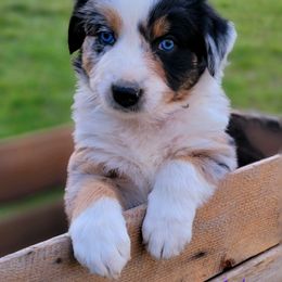 Australian Shepherd and Great Pyrenees Puppies from Naches Heights Ranch