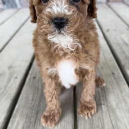 Danny - Red male Cavapoo puppy in Camden, Michigan from FurEver Friends Finder