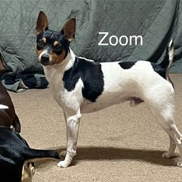 Zoom - Rat Terrier