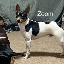 Zoom - Rat Terrier