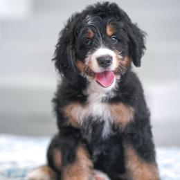 Shadow - Tri-color female Bernedoodle puppy in Dundee, Ohio from Down Home Doodle