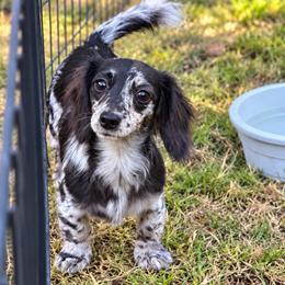 Raven - AKC PET ONLY (5,500) - Dapple female Dachshund puppy in Indian Trail, North Carolina from Hilda’s Teenie Weenies