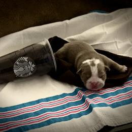 Lavender Latte - Lilac tri-color female Bulldog puppy in Alexandria, Virginia from Stacey D’s Bulldogs