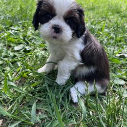 BamBam - Brindle and white male Cavatzu puppy in Saint Paul, Minnesota from Amy’s Puppy Tzu