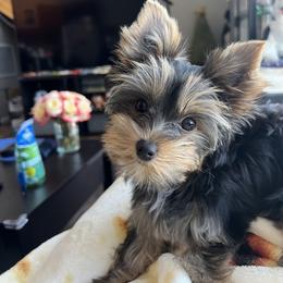 Yorkshire Terrier Puppies from Kruz Kennels