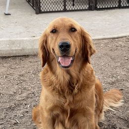 Cora Rose - Golden Retriever