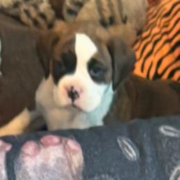 Green collar boy - Brindle male Boxer puppy in East Longmeadow, Massachusetts from Boxer Bliss
