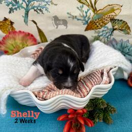 Shelly - Black tri-color female Australian Shepherd puppy in El Dorado Springs, Missouri from OR Aussies