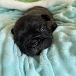 American Bulldog, French Bulldog, and Rat Terrier Puppies from DF's Unlimited Ruff
