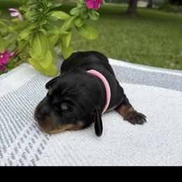 Girl 1 - Blue and tan female Dachshund puppy in Brandon, Mississippi from A & N Kennels