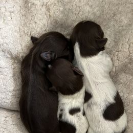 Shih Tzus from The 🐾 Tang Clan Chronicle & Nursery