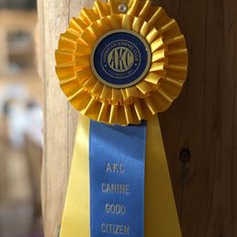 Golden Retriever Puppies from Mountain Sky Goldens