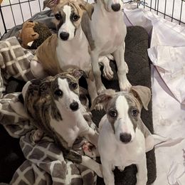 Whippet Puppies from Copestone Whippets