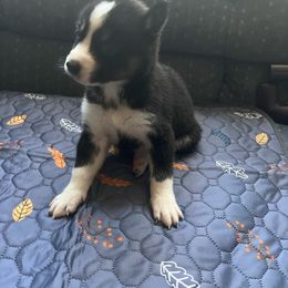 Sif - Black and white Siberian Husky puppy in East Wareham, Massachusetts from New England Huskies