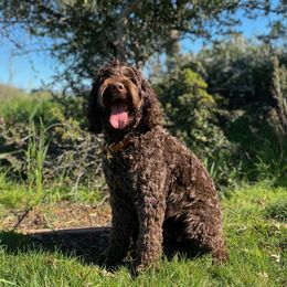Princess Lee - Australian Labradoodle