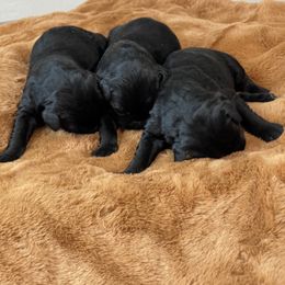 Giant Schnauzer Puppies from Schnauzer Ranch