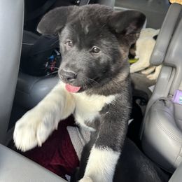 Akita Puppies from Gloe Akita's