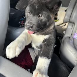Akita Puppies from Gloe Akita's