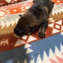 German Shepherd Puppies from Smithcoshepherds