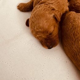 Poodle Puppies from Jeter's Pick of the Litter