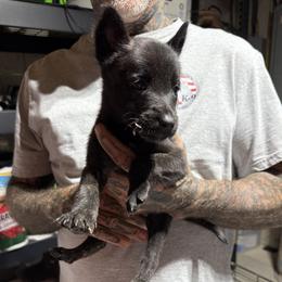 Girl2 - Black brindle female Dutch Shepherd puppy in Watertown, Connecticut from APACHE CANINE