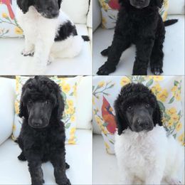 Poodle Puppies from Kyler’s Poodle Playhouse