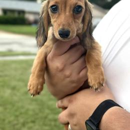 Dachshund Puppies from Davidson's Dachshunds