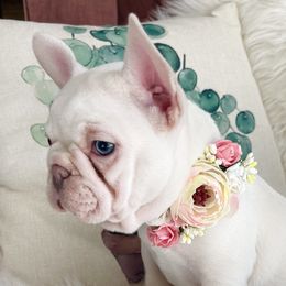 Tinkerbelle - White French Bulldog puppy in Petaluma, California from Luma Frenchies