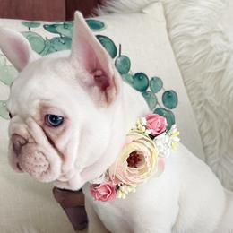 Tinkerbelle - White French Bulldog puppy in Petaluma, California from Luma Frenchies