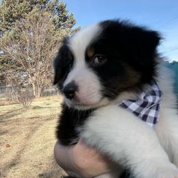 Jim Bean - Black tri-color male Australian Shepherd puppy in Camp Verde, Arizona from Bullet & Whiskey’s Pups