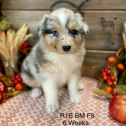 Australian Shepherd, Miniature American Shepherd, and Toy Australian Shepherd Puppies from OR Aussies