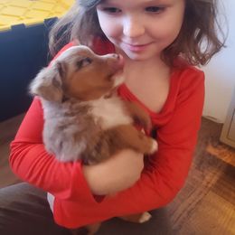Miniature Australian Shepherd and Toy Australian Shepherd Puppies from Kinsley's Cuties & SouthPaw Creations