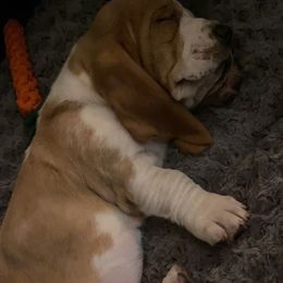 Basset Hound Puppies from Fancy Hounds