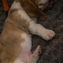 Basset Hound Puppies from Fancy Hounds