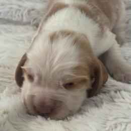 Gage - Lemon and white male English Springer Spaniel puppy in Coeur D'alene, Idaho from Springer Hollow