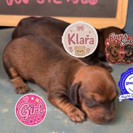 Klara - Brindle female Dachshund puppy in Livingston, Kentucky from Illyria Dox & GSD