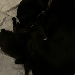 AMA Gracie - Black Italian Greyhound puppy in Waianae, Hawaii from Makanalani Yorkies and Iggys