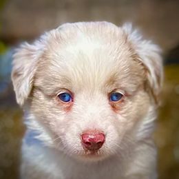 Boy 1 - Red merle Australian Shepherd puppy in Oakland City, Indiana from Moonlightaussies